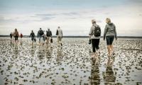 Menneskeflok går tur med bare tæer i Vadehavet